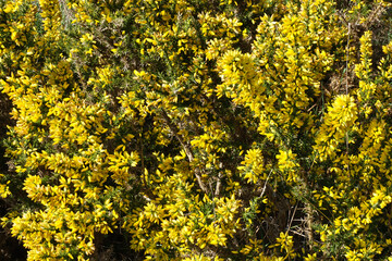 Yellow flowers on gorse bushes on a hillside
