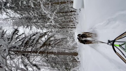 Sledding sports dogs Alaskan huskies quickly run forward on winter snowy forest road. First person view from sleigh. 4K footage for use on mobile devices. Fastest dogs in world. Team competes in race. - Powered by Adobe