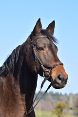 Fototapeta premium Deutsches Reitpferd