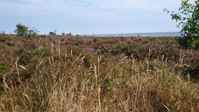 Blick auf die Braderuper Heide auf Sylt