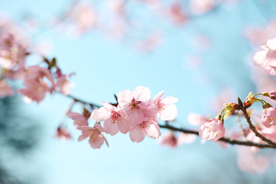 cherry blossom in spring