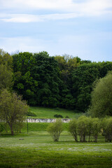 Fototapeta na wymiar Park with Green Trees in the Spring