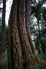 Obraz premium cool wood texture in a mountain area