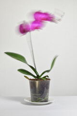 Long exposure movement of Phalaenopsis Orchid in Grower Pot