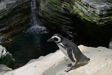 Fototapeta premium African Penguins Spheniscus Demersus