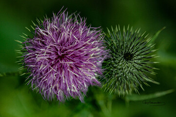 Macro monocromático