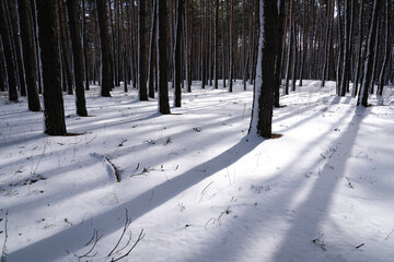 Winter forest, pine trees in the snow from the sun's rays
