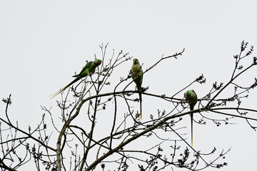 birds on a branch, Parakeets on the tree