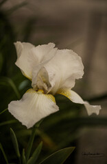 Fototapeta premium Flor Macro