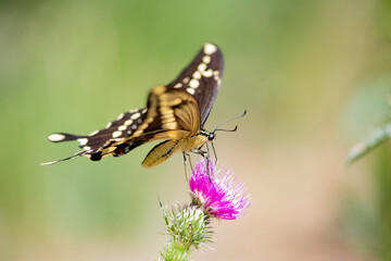 butterfly on a flower