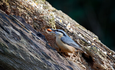 Nuthatch collecting food to cache at a feeding site © Stephen
