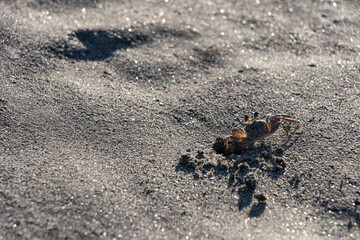 Crab emerging from its hole in the sand