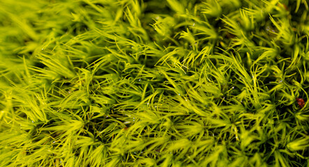Green Moss