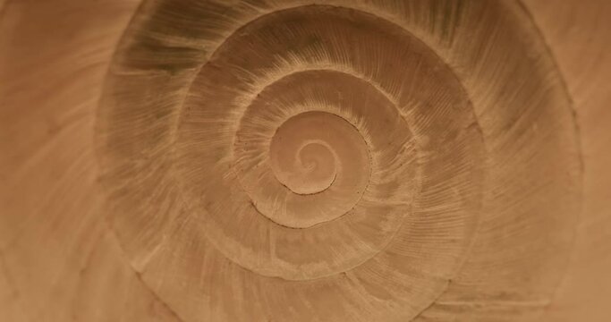 Rotating closeup of gastropod shell