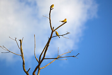 yellow Bird