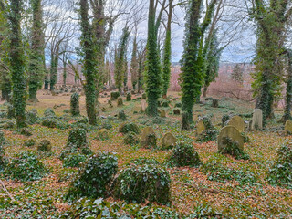 Old ruined Jewish cemetery with all tombs and trees already covered with ivy. The cemetery is...