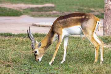 The springbok eatting grass in the garden