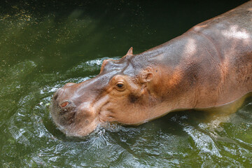 The big hippopotamus in nature at the river