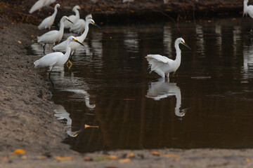 Egrets in calm fresh water with their reflections