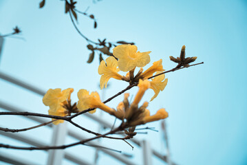 Yellow Pui Flower (Tabebuia chrysantha) withblue sky in the background