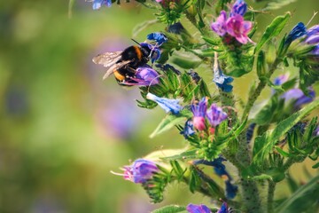 Beautiful green natural scene. Bee in a summer flower. Photo in shallow depth of field.