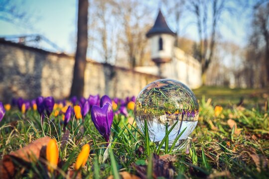 The beginning of spring in the Kielce city park. Colorful flowers with a glass ball with a blurry antique tower in the background.