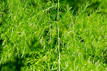 Asparaga leaves, Asparagus setaceus, commonly known as common, climbing asparagus, or ferny...