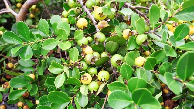 Closeup of yellow ara&ccedil;&aacute; fruit on branches.