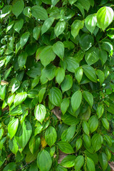 Fototapeta na wymiar Pepper trees grow in Lam Ha, pepper trees climb on cotton trees 
