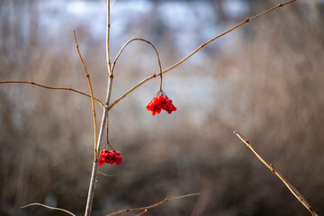 A cluster of red berries