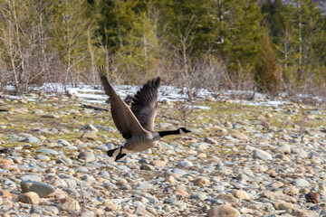 A canadian goose taking flight