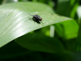 mouche sur feuille verte en attente