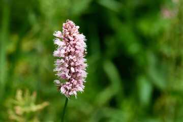 Schlangen-Knöterich auf einer Wiese	