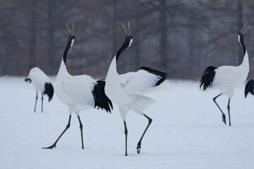 鶴 swan 北海道　