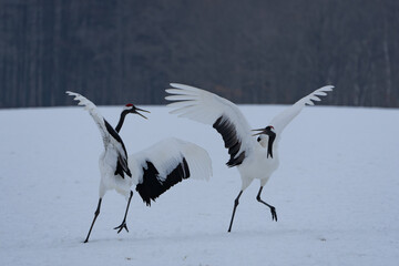 Fototapeta premium 鶴 swan 北海道 