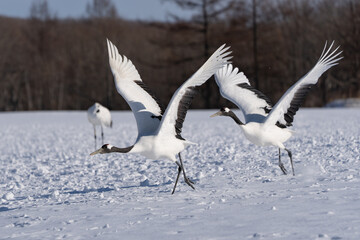 鶴 swan 北海道　