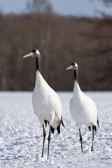 鶴 swan 北海道　