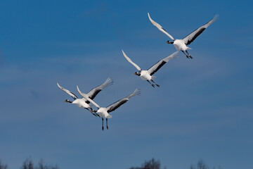 鶴 swan 北海道　