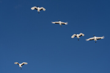 Obraz premium 鶴 swan 北海道 