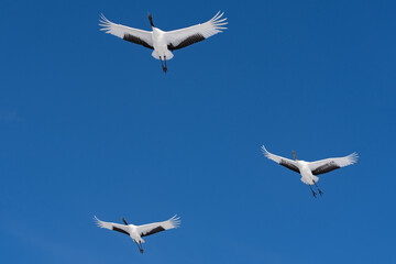 鶴 swan 北海道　