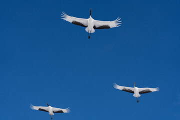 鶴 swan 北海道　