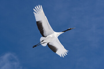 鶴 swan 北海道　