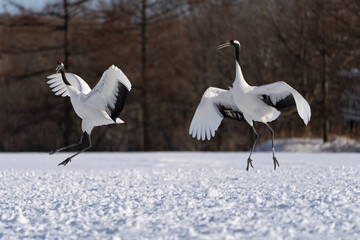 鶴 swan 北海道　