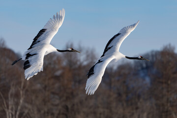 Fototapeta premium 鶴 swan 北海道 
