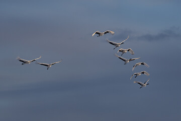 鶴 swan 北海道　