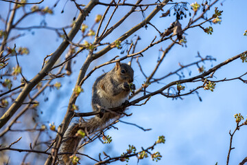 Squirrel grabbing breakfast during warm spring morning