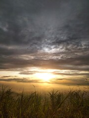 sunset over the field