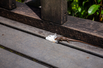 Seychelles skink lizard (Mabuya seychellensis, Trachylepis seychellensis) eating trash plastic bag leaft by tourists on a wooden platform, Mahe, Seychelles.