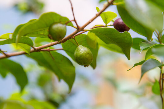 fruit known as arrack, in a garden in Rio de Janeiro.