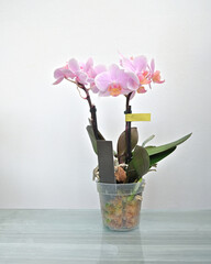 Beutiful mini pink orchids, plant in a pot in a house interior.